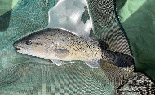 Trout cod (Maccullochella macquariensis) — Percichthyidae — 4