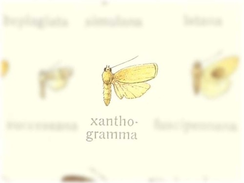 Holochrea xanthogramma