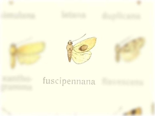 Omiosia fuscipennana