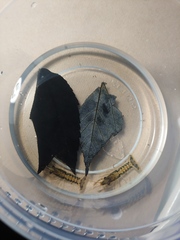 Procambarus lagniappe