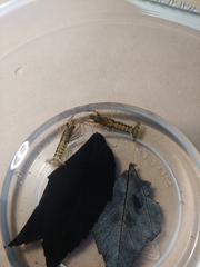 Procambarus lagniappe