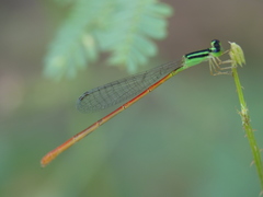 Leptobasis vacillans