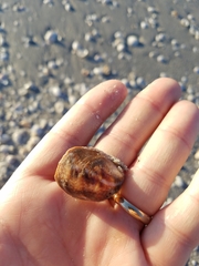 Crepidula fornicata image