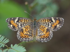 Phyciodes phaon phaon