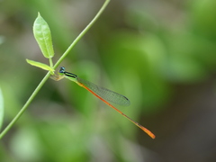 Leptobasis vacillans