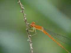 Leptobasis vacillans