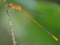 Leptobasis vacillans