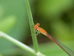 Leptobasis vacillans