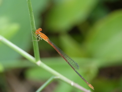 Leptobasis vacillans