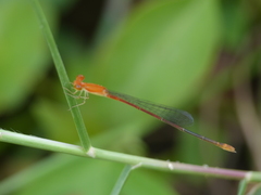 Leptobasis vacillans
