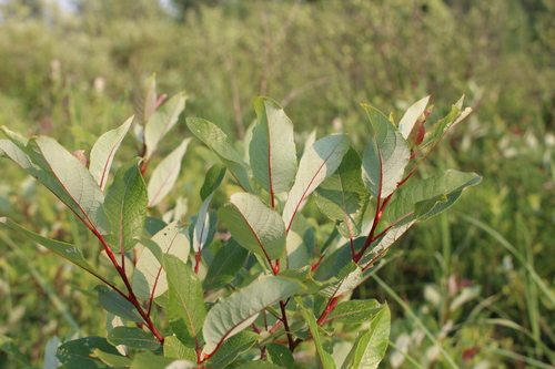 Balsam Willow (Salix pyrifolia)
