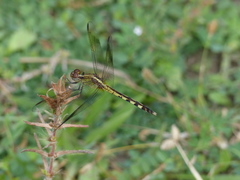 Erythrodiplax umbrata