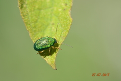 Coleoptera