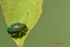 Coleoptera