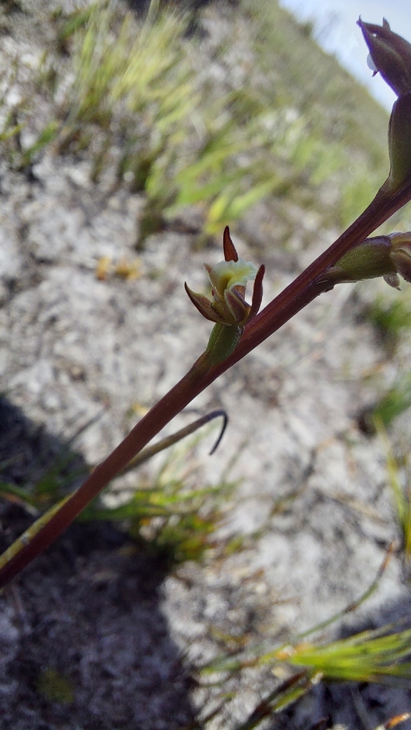 Prasophyllum pulchellum