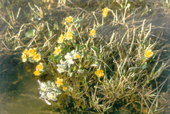 Caltha arctica