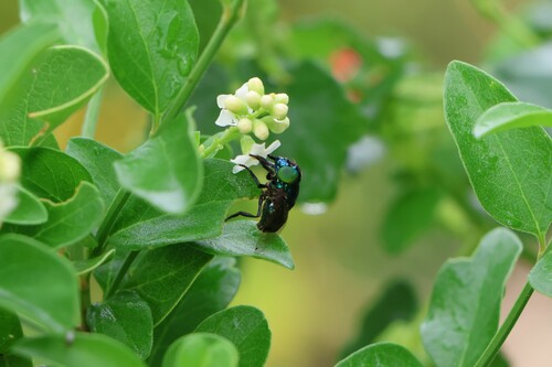 Unknown species found near Mission, TX, USA