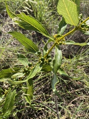 Fadogia homblei