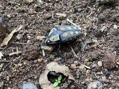 Mecynorhina passerinii