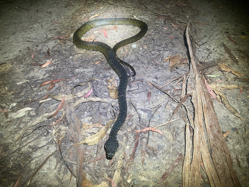 Diamond Python sighting