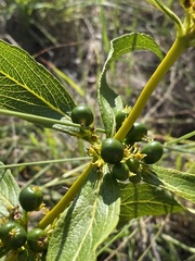 Fadogia homblei