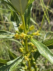 Fadogia homblei