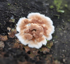 Cylindrobasidium evolvens