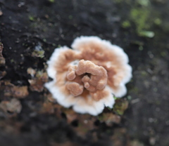 Cylindrobasidium evolvens