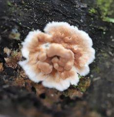 Cylindrobasidium evolvens