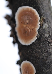 Cylindrobasidium evolvens