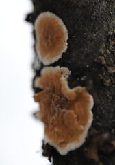 Cylindrobasidium evolvens