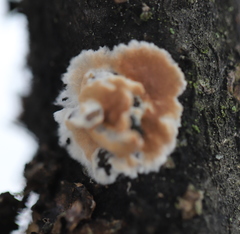 Cylindrobasidium evolvens