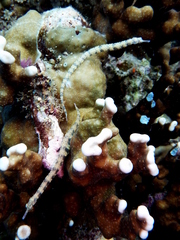 Corythoichthys intestinalis