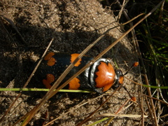 Nicrophorus americanus
