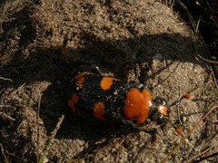 Nicrophorus americanus