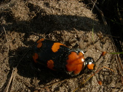 Nicrophorus americanus
