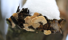 Antrodiella