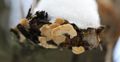 Antrodiella