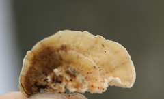 Antrodiella