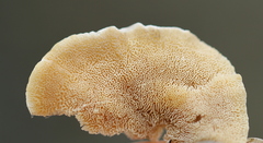 Antrodiella