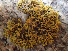 Polycauliona coralloides