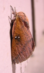 Syssphinx bicolor