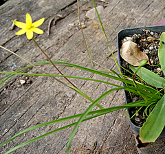 Pauridia trifurcillata