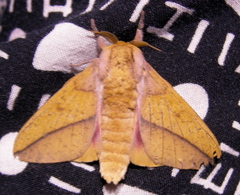 Syssphinx bisecta