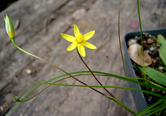 Pauridia trifurcillata