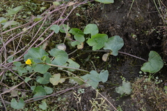 Caltha arctica