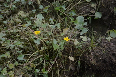 Caltha arctica