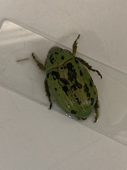 Chrysina laniventris