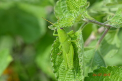 Orthoptera