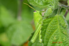 Orthoptera